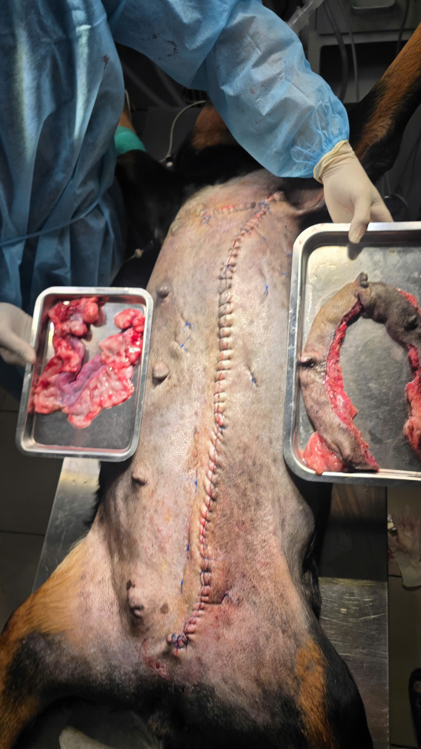 Bệnh viện Thú Y Gia Kiệm - Hình 1